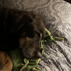 Fundraising Page: Brenda Marschok